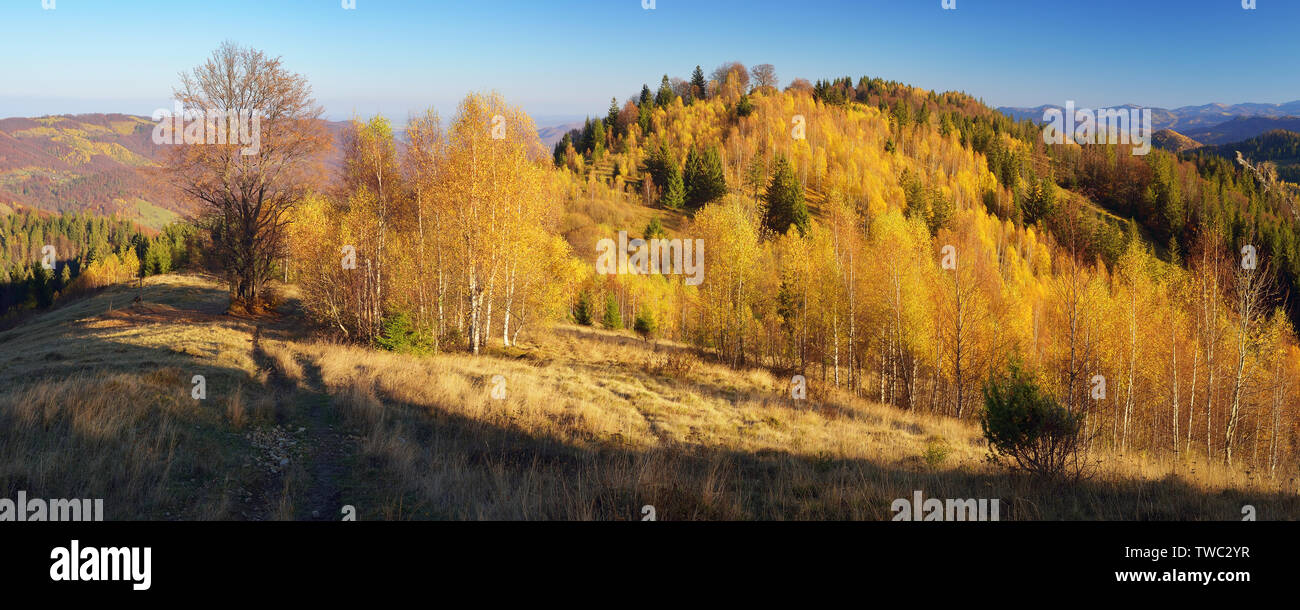 Panorama di montagna in un pomeriggio soleggiato. Colori d'autunno foresta. Carpazi, Ucraina, Europa Foto Stock