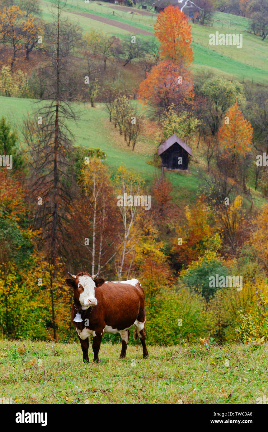 Mucca marrone con una campana nel villaggio di montagna Foto Stock