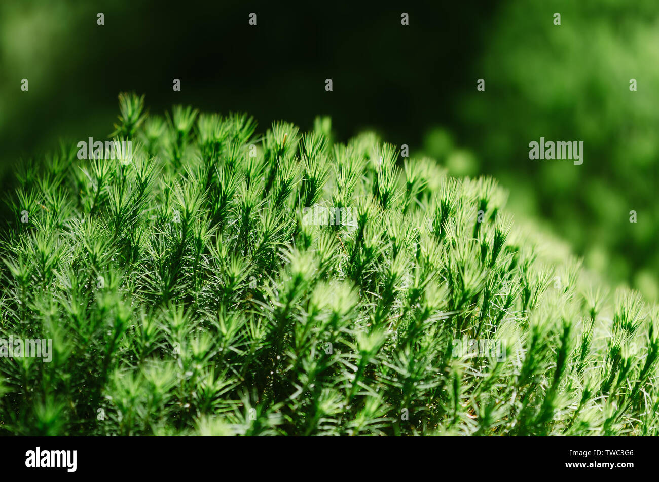 Astrazione naturale. Moss nella foresta in una giornata di sole Foto Stock