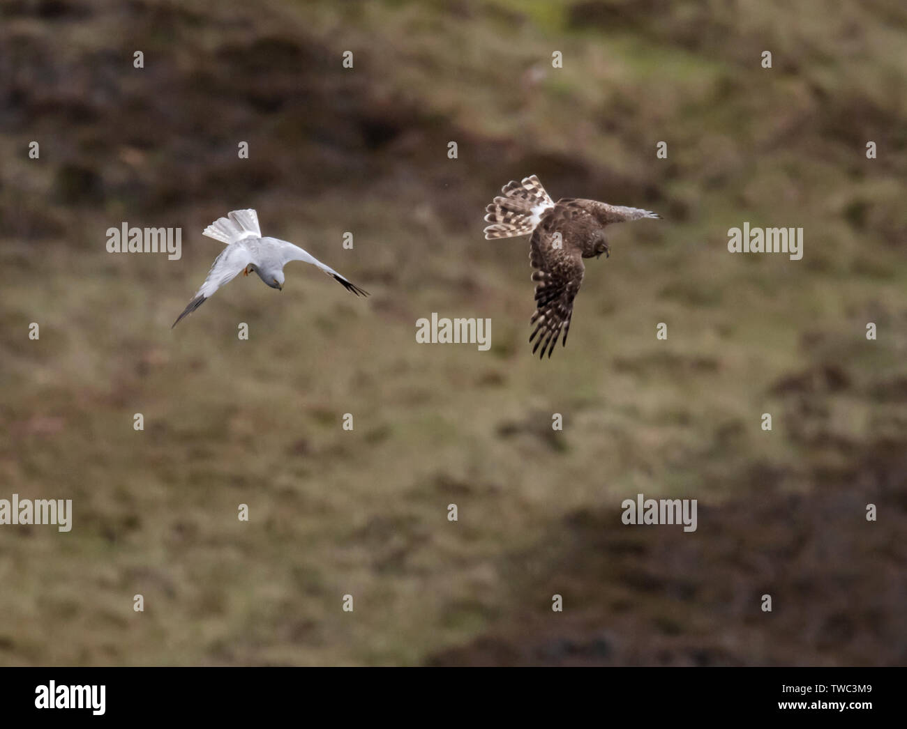 Una coppia di gallina (Harriers Circus cyaneus) eseguire una drammatica cibo passano prima femmina ritorna al nido con la preda, North Uist, Ebridi Esterne, Scozia Foto Stock