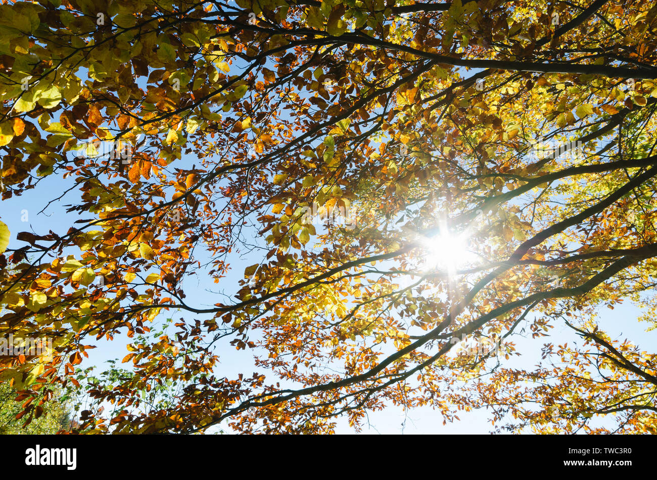 Foresta di autunno. Raggi di sole tra i rami di un albero. Il faggio con foglie di giallo nel mese di ottobre Foto Stock
