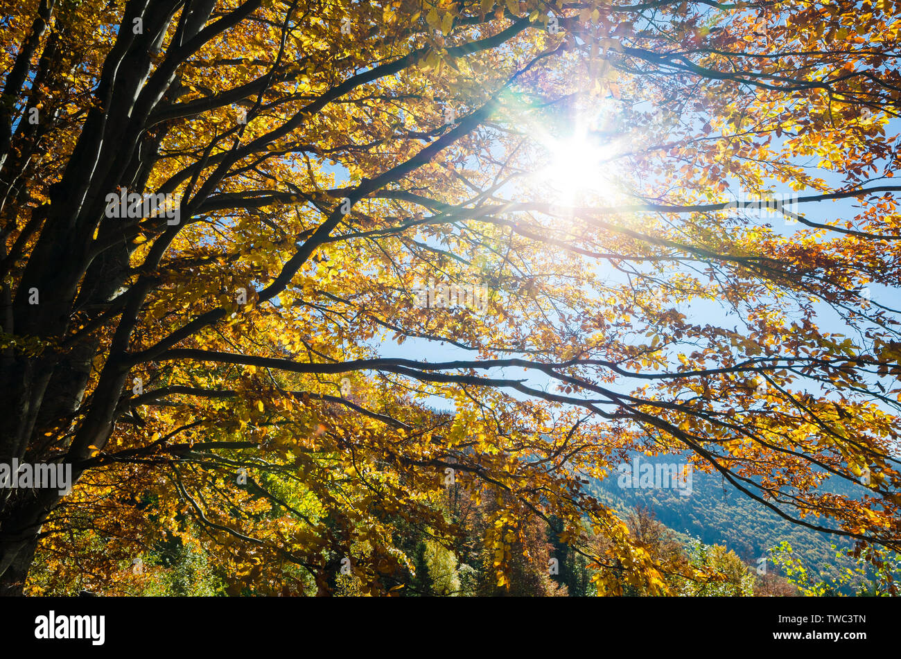 Una soleggiata giornata autunnale nella foresta. Faggi con giallo e arancio foglie. Raggi del sole in rami di alberi Foto Stock