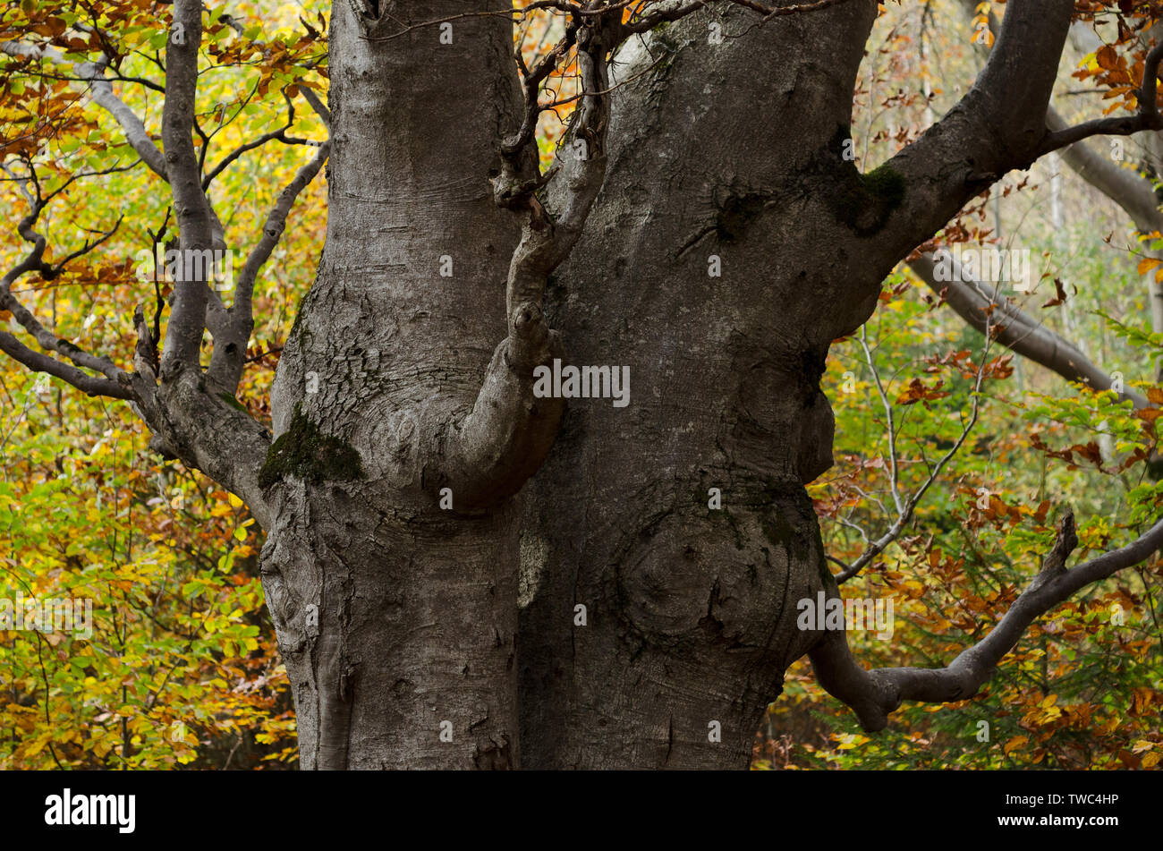Autunno nel bosco di faggio. Il tronco di una fata albero tozzo. La bellezza di Natura Foto Stock