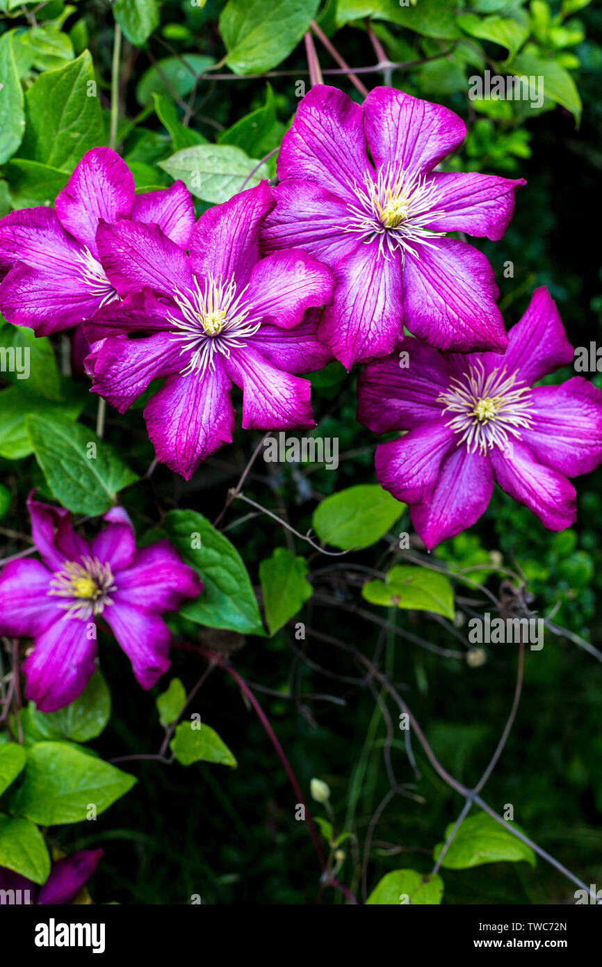 Clematide rosa fiori in un giardino, Germania Foto Stock