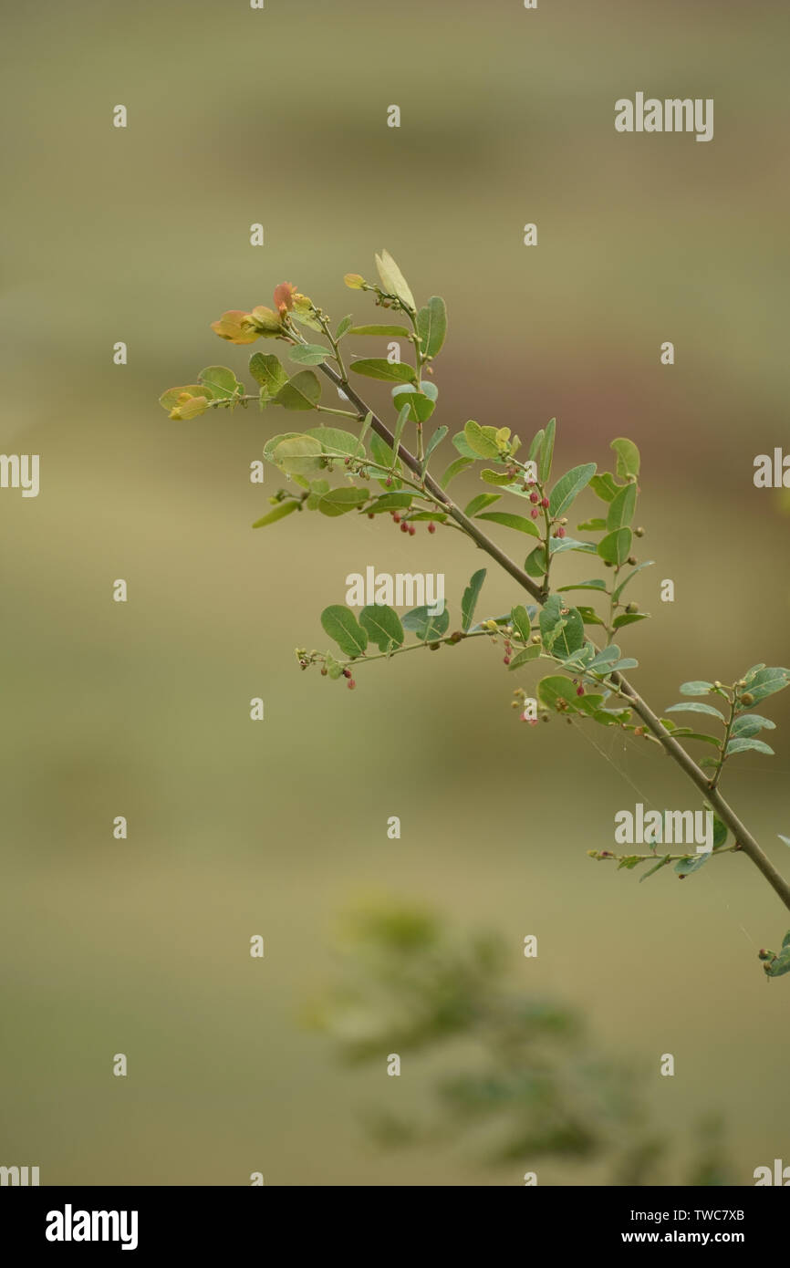 Il ramo di un albero con sfondo sfocato Foto Stock