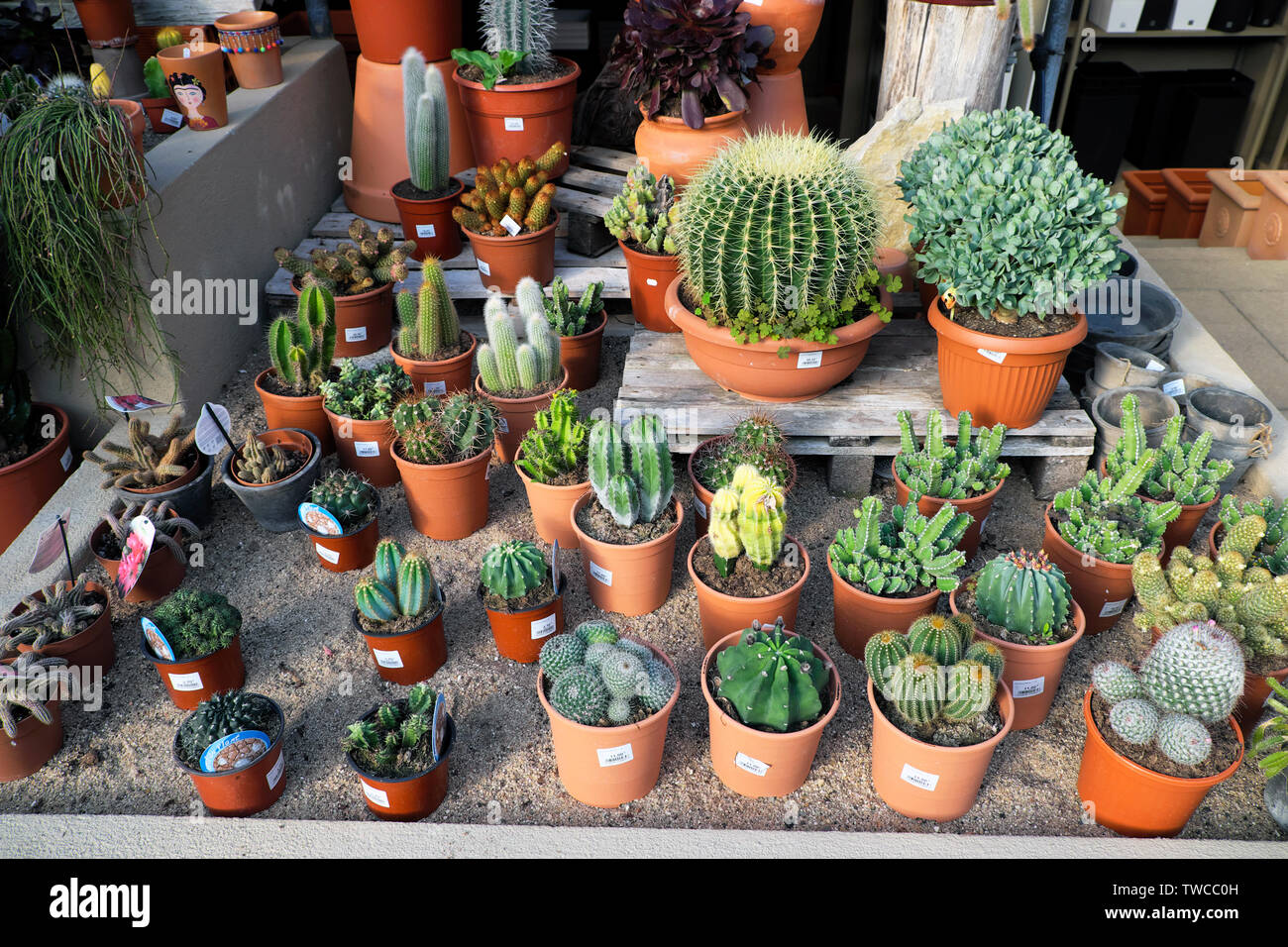 Cacti in bicchieri su una tavola display per la vendita in un vivaio vicino a Matosinhos Porto Portogallo Europa KATHY DEWITT Foto Stock Cacti in bicchieri su una tavola display per la vendita in un vivaio vicino a Matosinhos Porto Portogallo Europa KATHY DEWITT Foto Stock