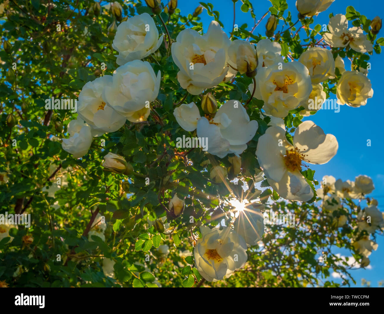 Gemme di colore bianco della fioritura magnificamente wild rose contro lo sfondo del sole splendente Foto Stock