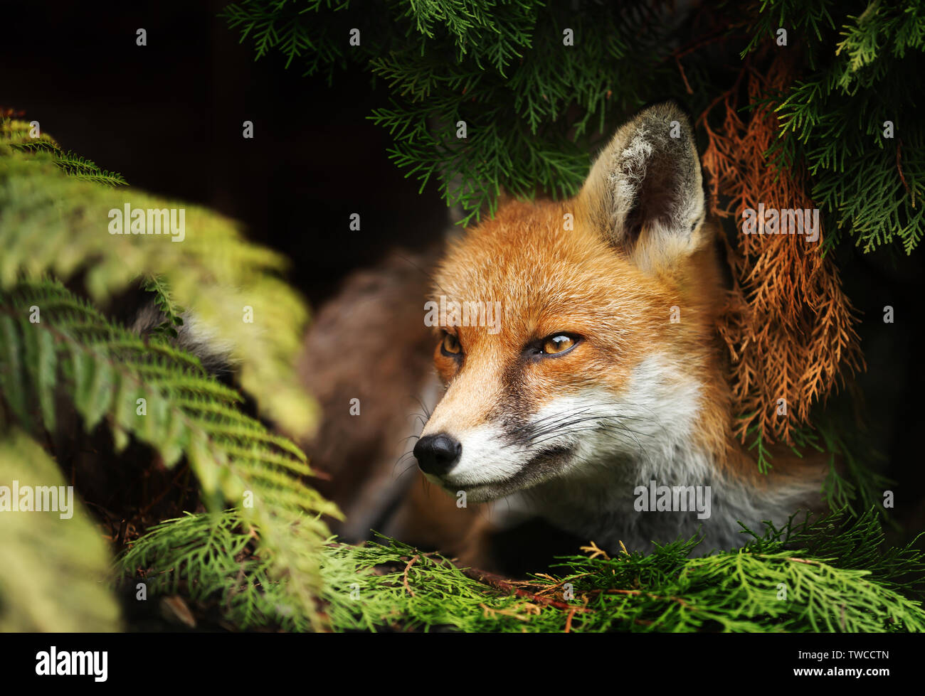 In prossimità di una volpe rossa che giace sotto un albero, UK. Foto Stock