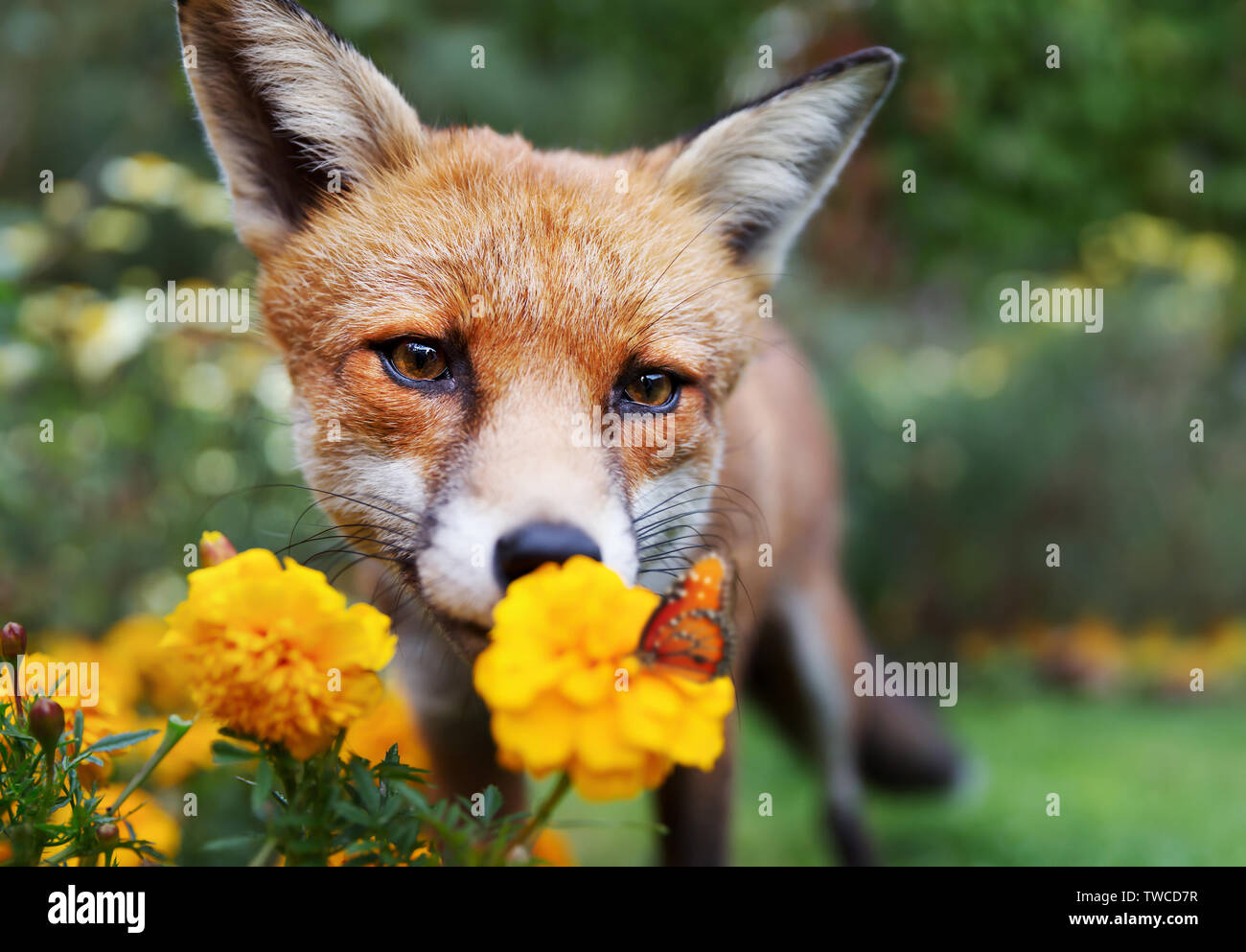 Close up di un Red Fox guardando butterfly, UK. Foto Stock