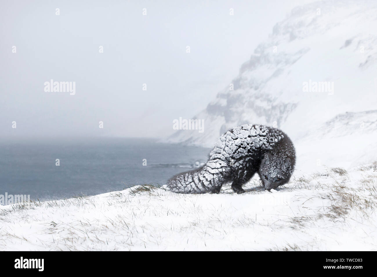 In prossimità di una volpe artica al freddo e al gelo invernale in Islanda. Foto Stock