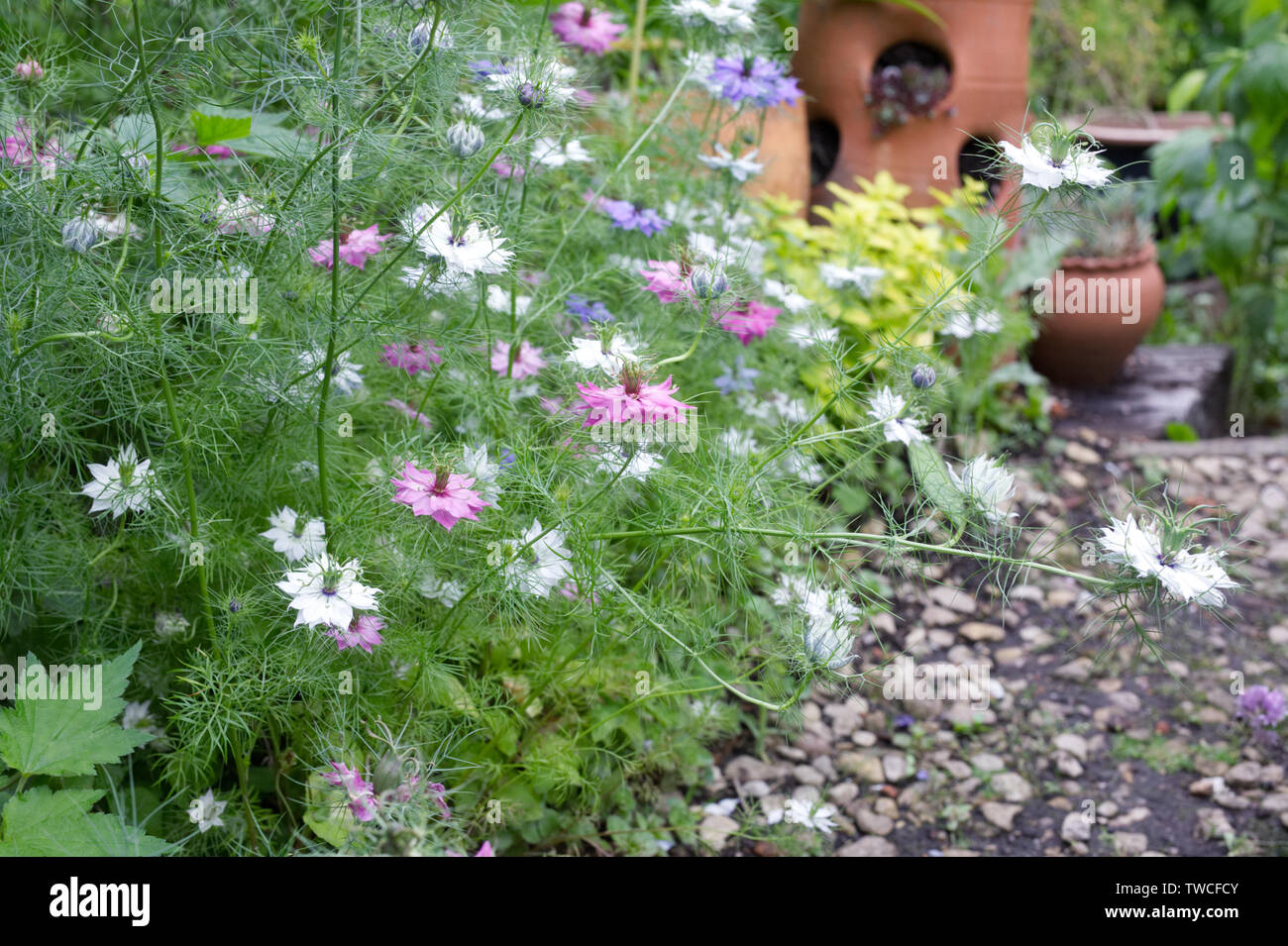 Nigella damascena 'gioielli persiano' Fiori. L'amore-nel-mist fodera un percorso in un giardino cottage. Foto Stock