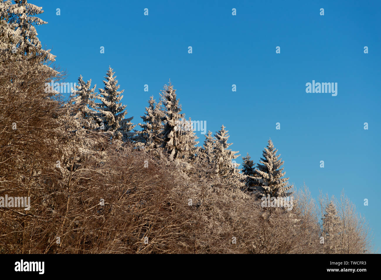 Neve cime degli alberi della foresta in chiaro soleggiato Foto Stock