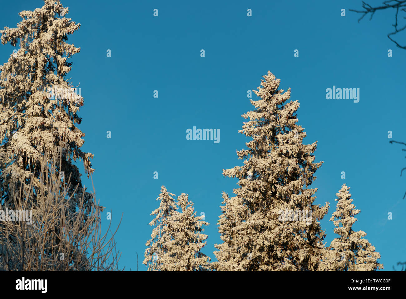 Neve cime degli alberi della foresta in chiaro soleggiato Foto Stock