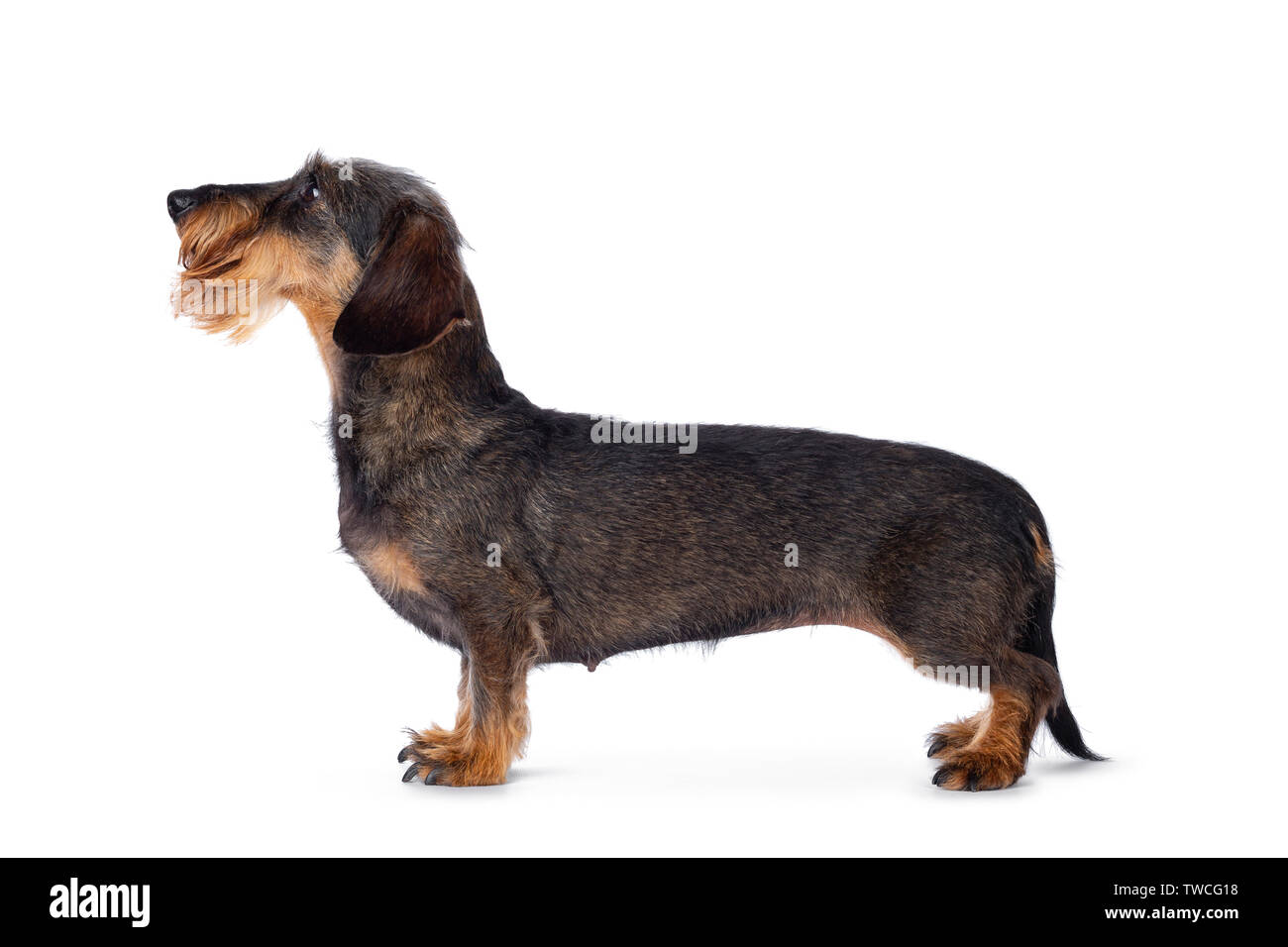 Dolce cinghiale senior mini wirehair cane bassotto, lato permanente di modi. Guardando in avanti nel mostrare la posizione. Isolato su sfondo bianco. Foto Stock