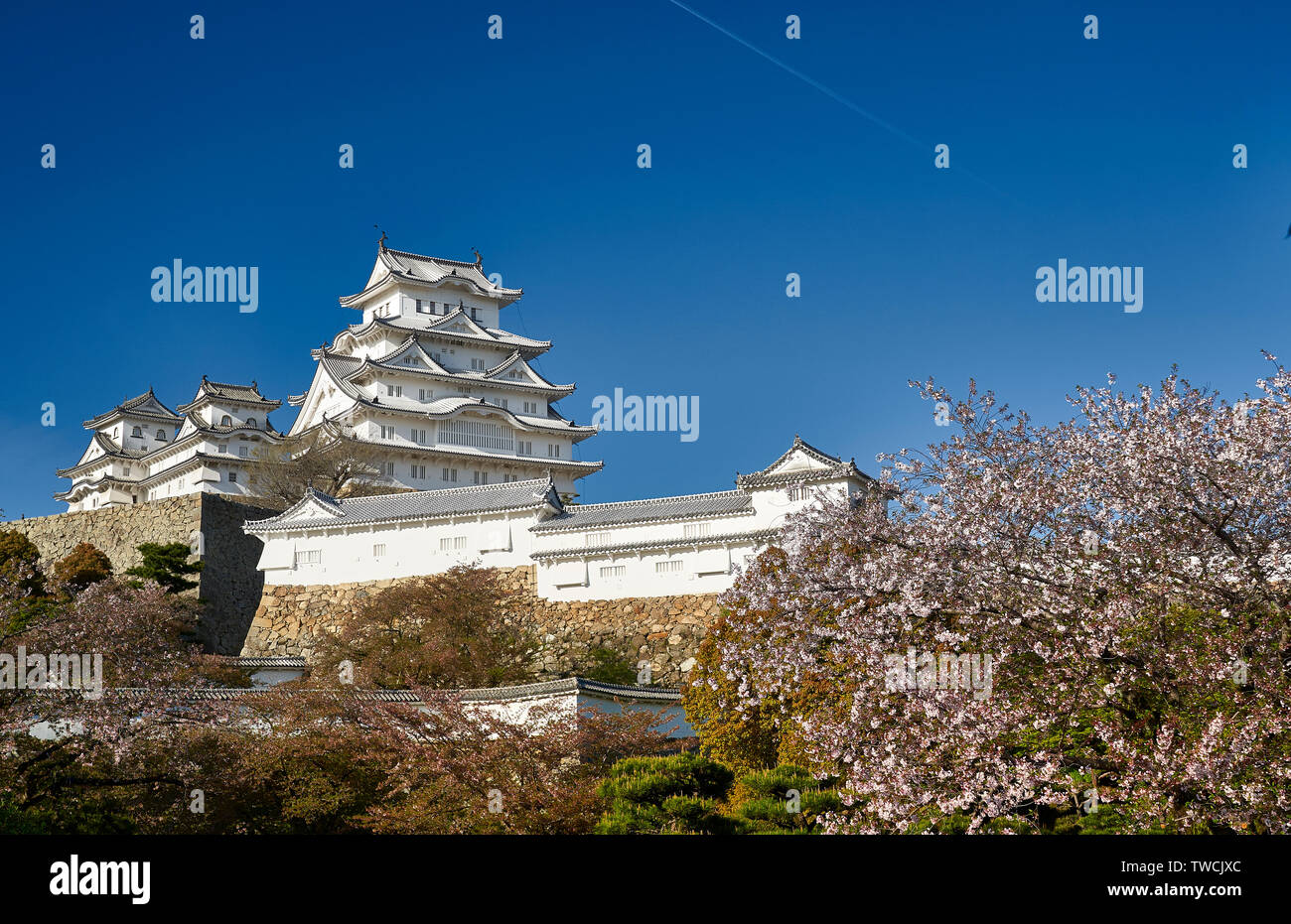 Il castello di Himeji con il blu del cielo sopra e fiore di ciliegio alberi al di sotto, illuminata da un caldo pomeriggio ligth. Foto Stock