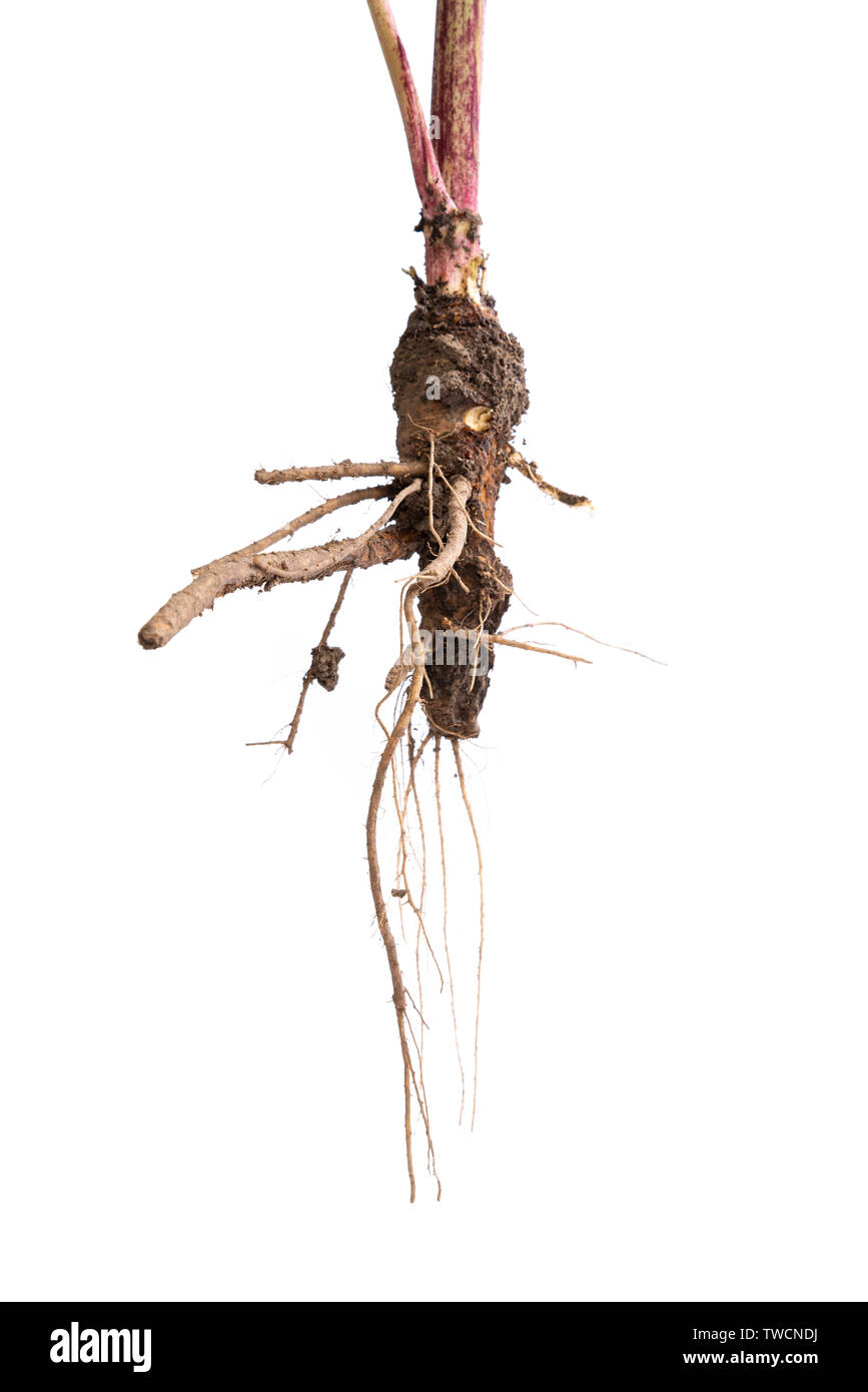 Radice di sostanze tossiche impianto Hogweed Gigante, campione. Noto anche come Heracleum o vacca pastinaca. Isolato su sfondo bianco con tracciato di ritaglio Foto Stock