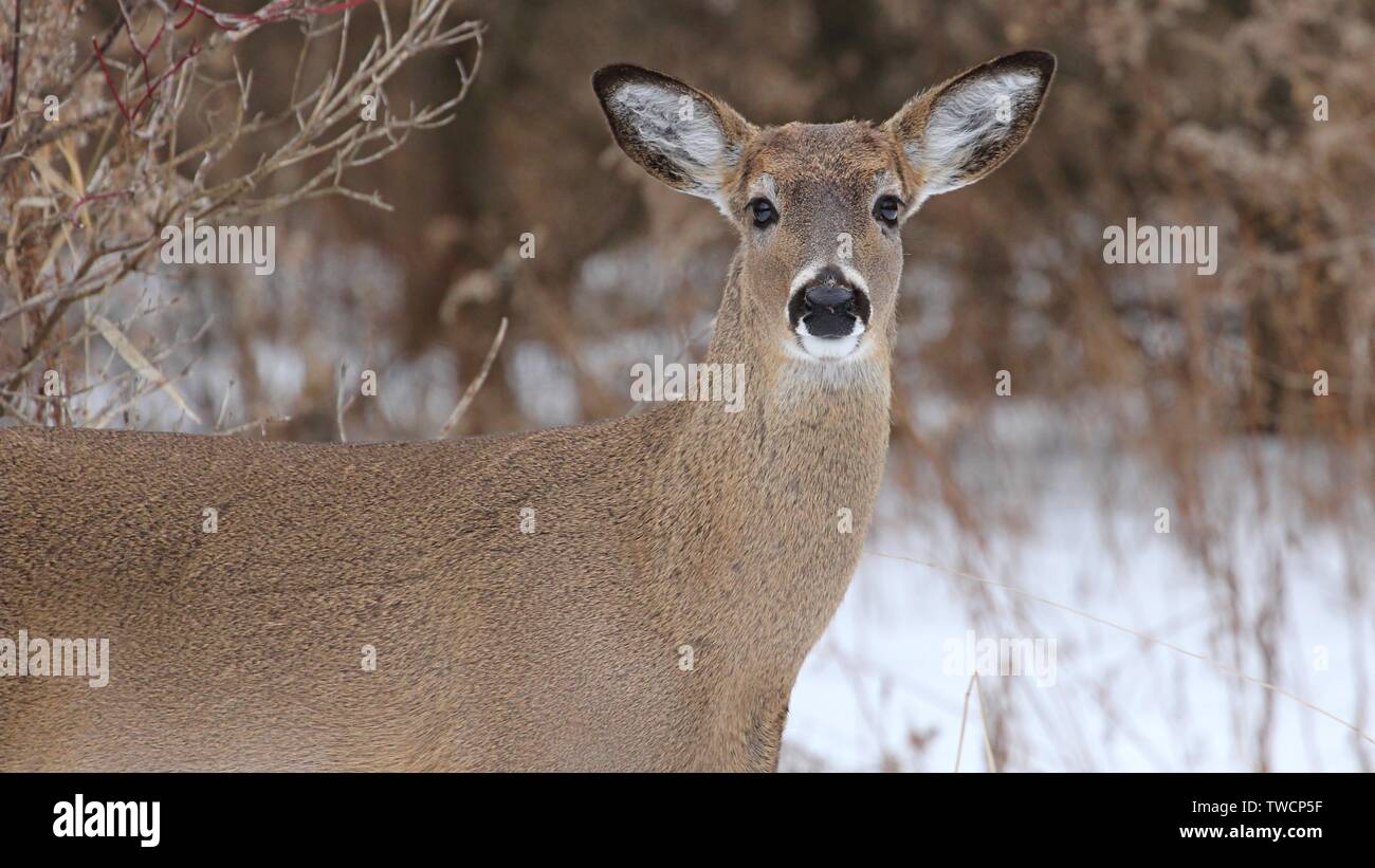 White Tailed Deer Foto Stock