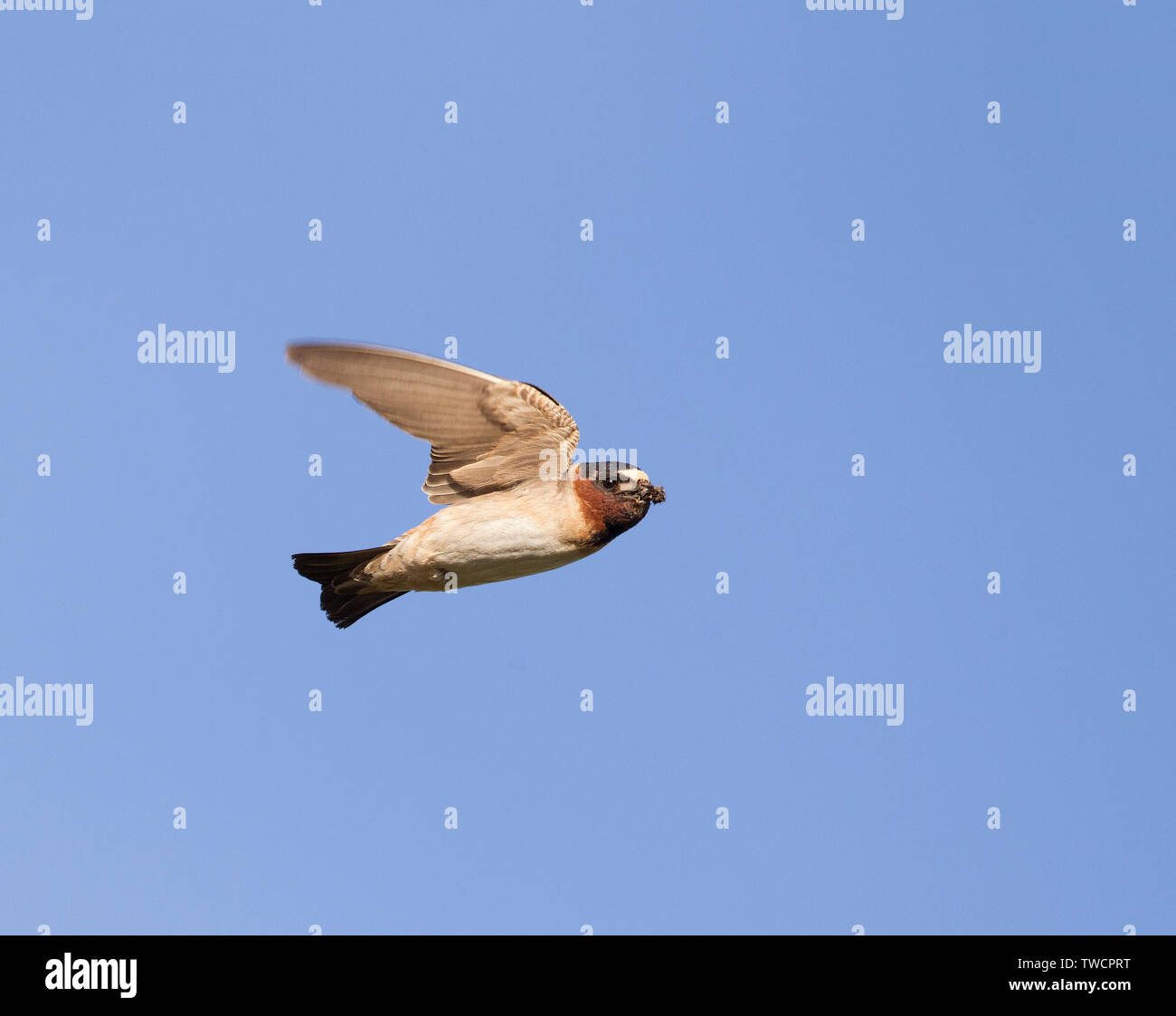 Cliff Swallow in volo Foto Stock