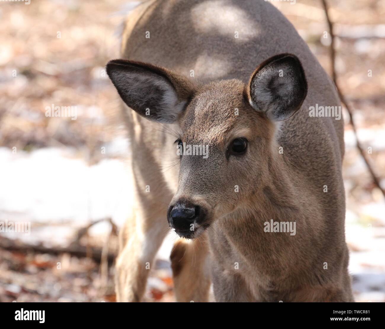 White Tailed Deer Foto Stock