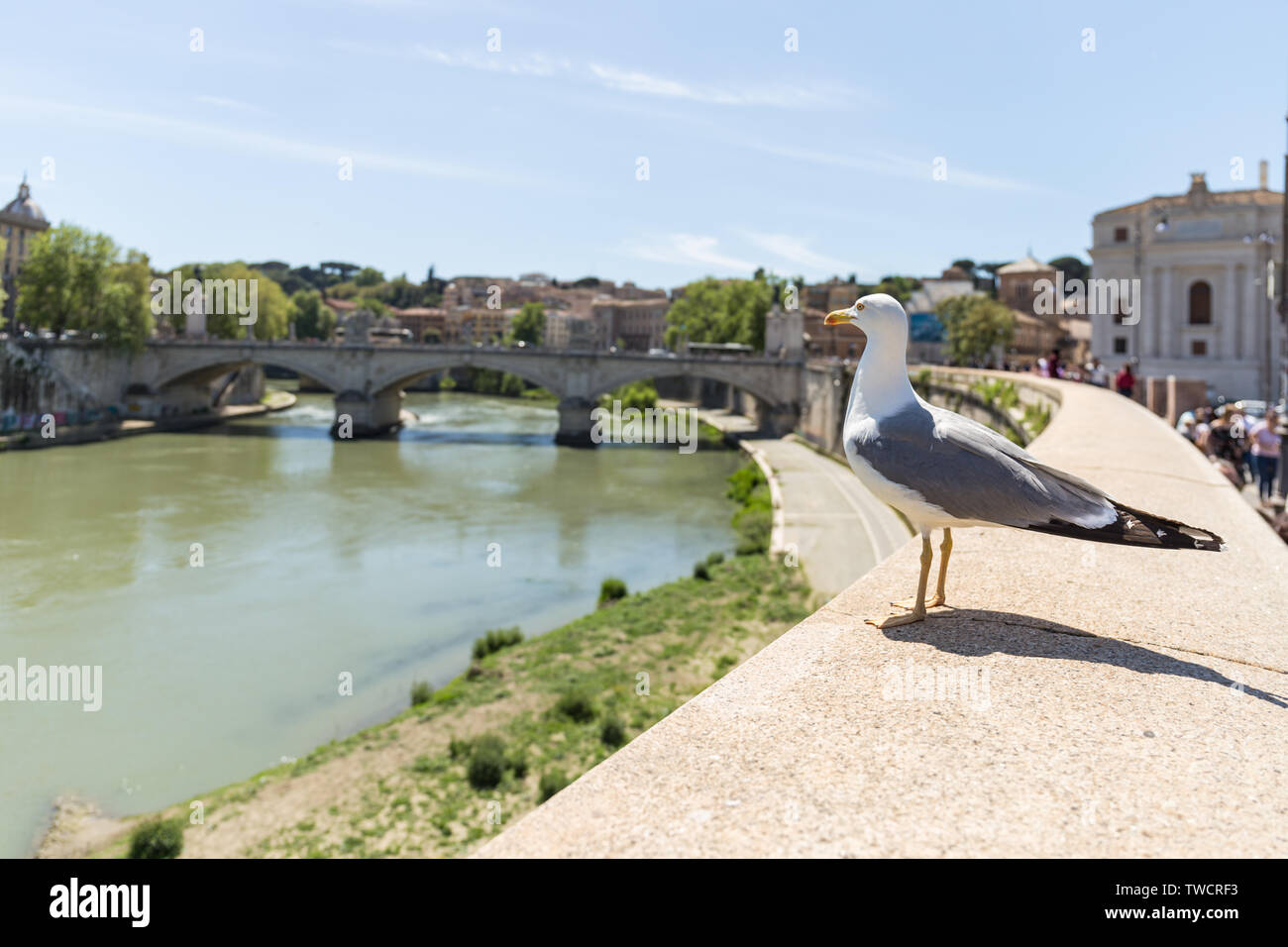 Seagull ammirando il fiume Tevere, Vittorio Emanuele II Ponte in background. Roma, Italia. Foto Stock