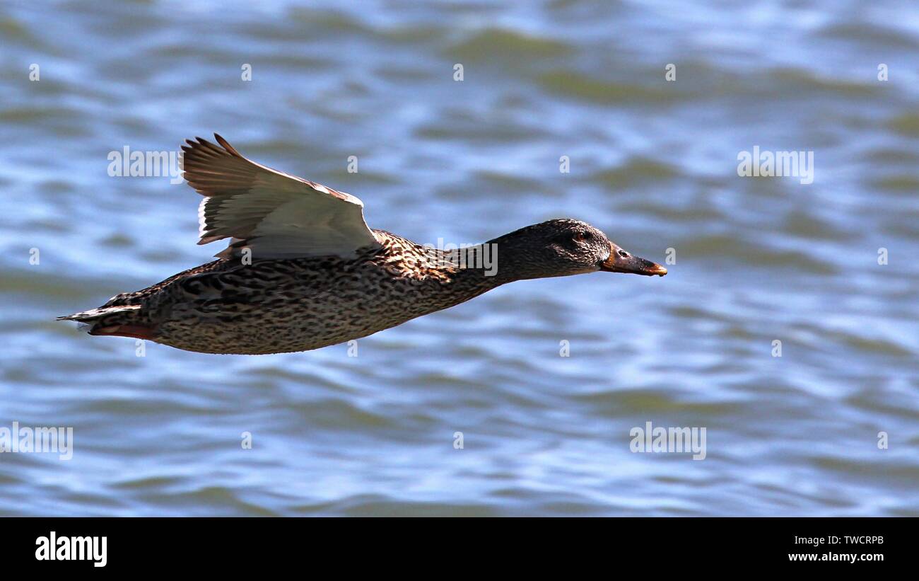 Anatra del germano reale Foto Stock