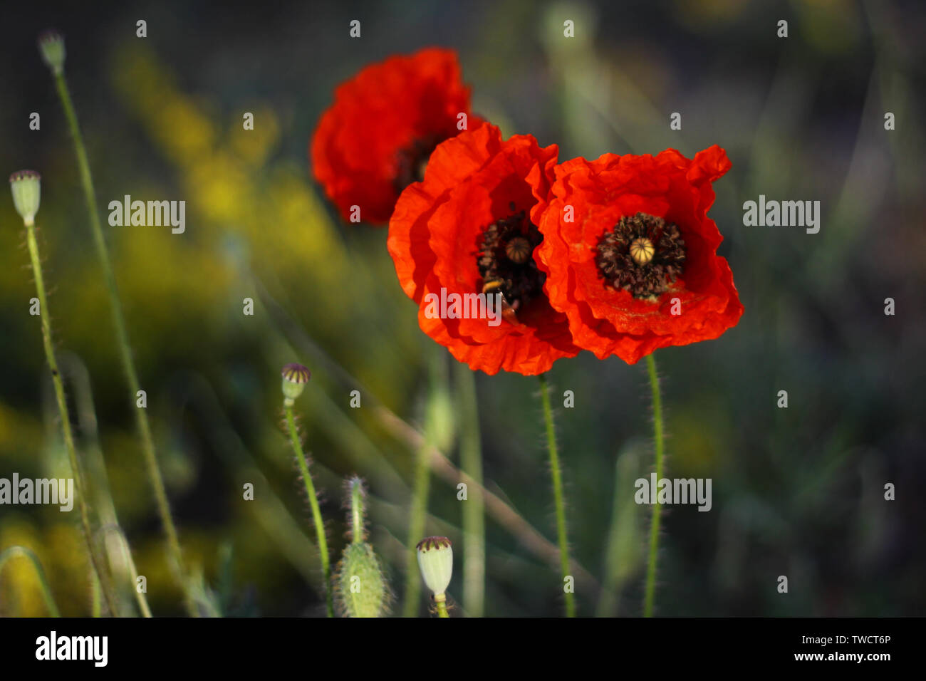 Tre papaveri fiori nel campo di grano. La Crimea. Foto Stock