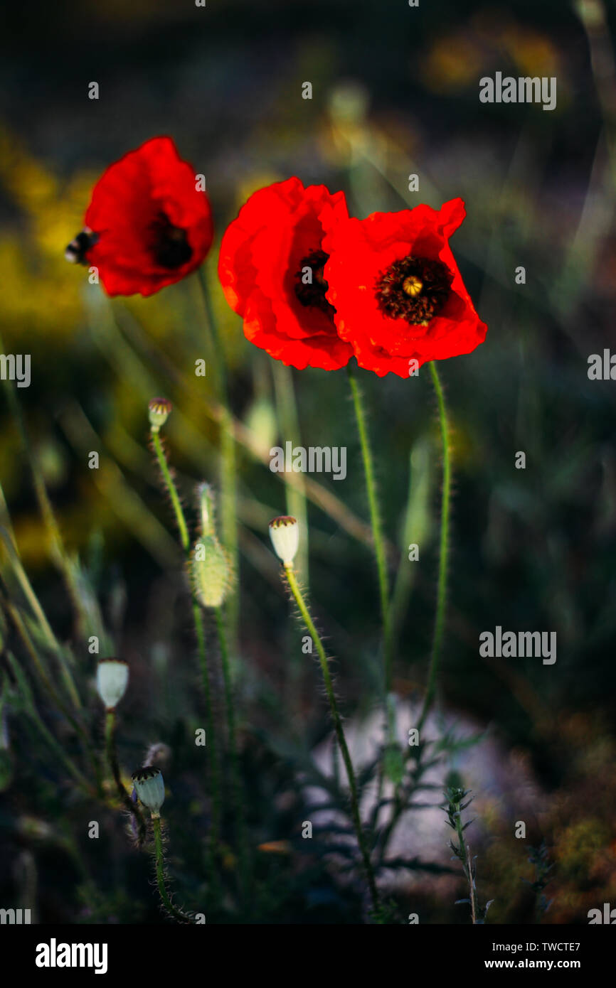 Tre papaveri fiori nel campo di grano. Mallorca Foto Stock