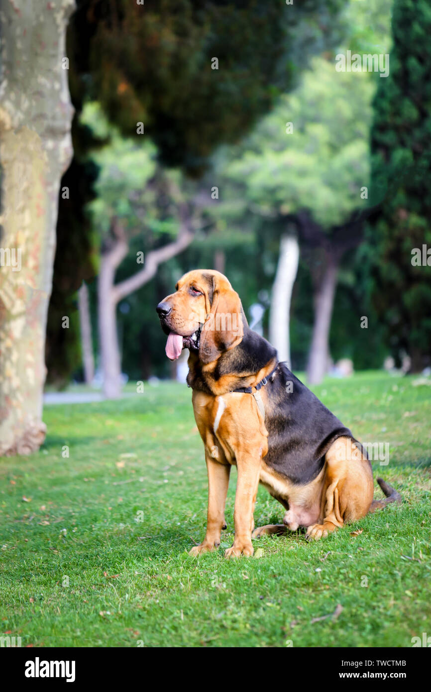 Un bel giovane bloodhound siede su un prato verde su una soleggiata giornata estiva. Foto Stock