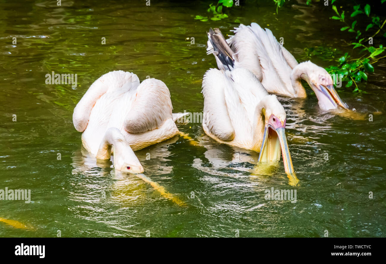 Gruppo di grande pellicani bianchi a caccia di pesci insieme nell'acqua, tipico comportamento Pellicano Foto Stock
