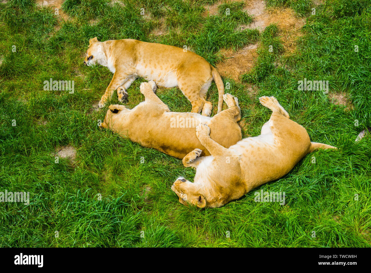 Gruppo di leoni Femmine dormire vicino insieme in erba, sociale il comportamento di Lion, vulnerabile specie animale dall'Africa Foto Stock