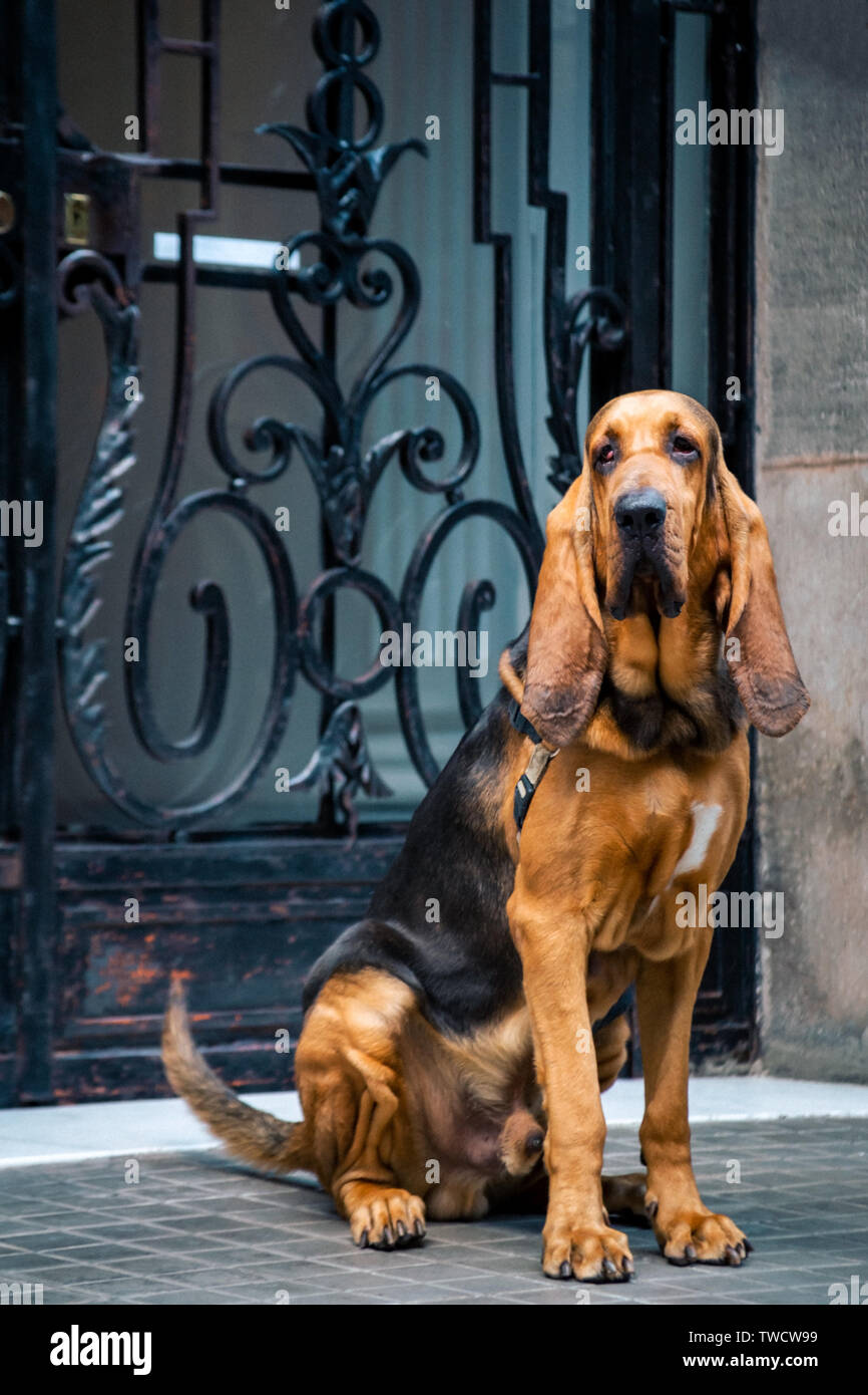 Bel giovane bloodhound maschio si siede sulla strada in prossimità dell' ingresso principale con un reticolo forgiato. Foto Stock