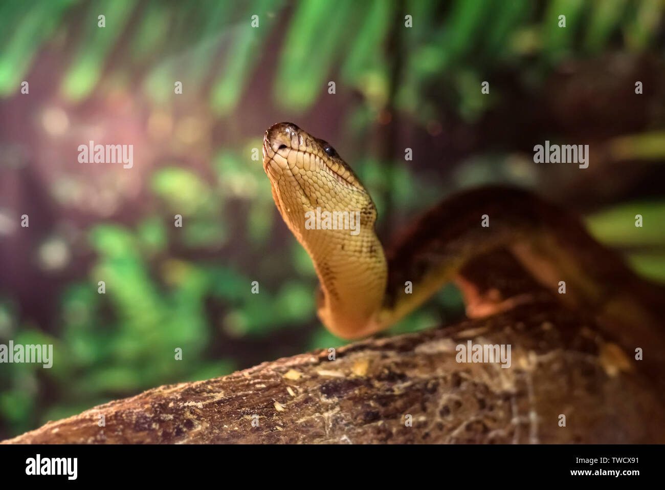 Chilabothrus angulifer o cubana crawl boa sul ramo di albero vicino Foto Stock