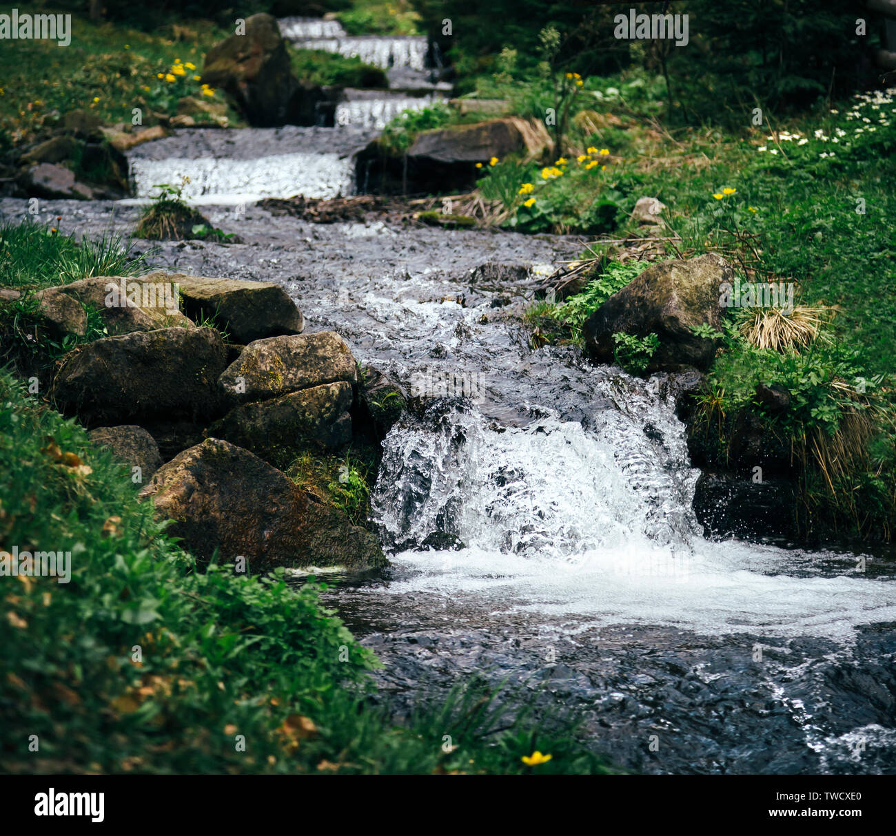 Il freddo, fresco fiume di montagna nella foresta, è fonte è il lago  Synevyr nelle montagne dei Carpazi Foto stock - Alamy