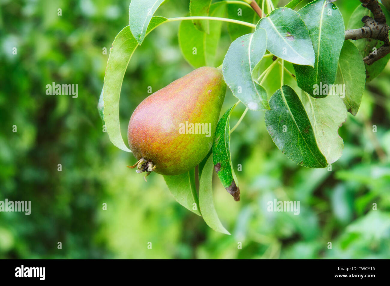 Deliziosa pera sull'albero nel giardino soleggiato Foto Stock