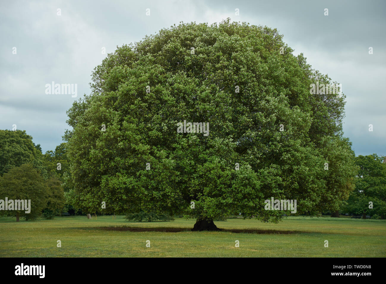 Grande albero solitario in un parco sotto il cielo grigio Foto Stock