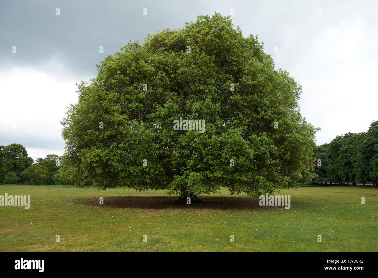Grande albero solitario in un parco sotto il cielo grigio Foto Stock