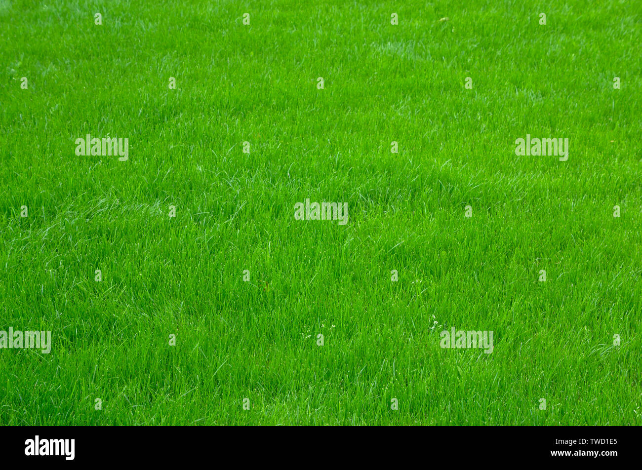 Prato verde erba sfondo texture Foto Stock