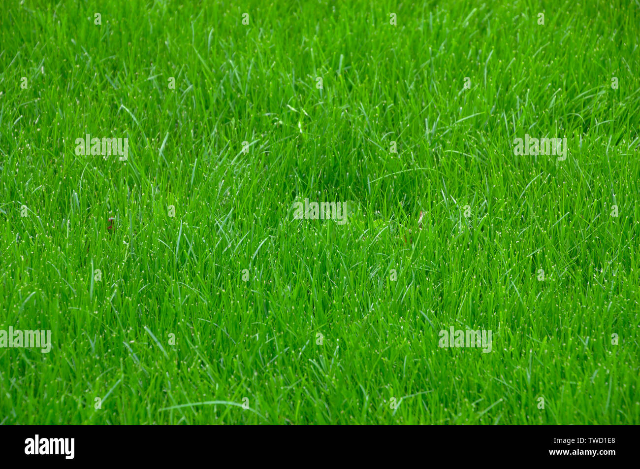 Prato verde erba sfondo texture Foto Stock