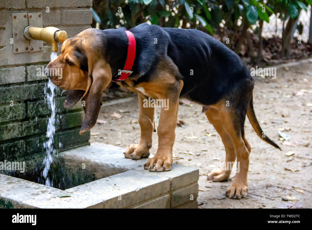 Bloodhound incantevole 5 mesi di età, acqua potabile dalla colonna d'acqua in strada in una calda giornata di sole. Foto Stock
