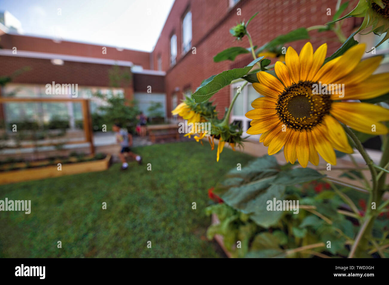 Stati Uniti - Luglio 24, 2017: Frederick Douglass Elementary è un enorme giardino al centro dell'edificio. Ogni livello si prende cura di loro rai Foto Stock