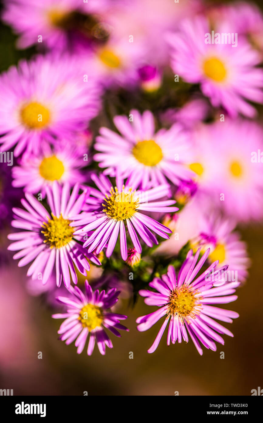 Fiori che sbocciano in una bella giornata di caduta in Nuova Zelanda Foto Stock