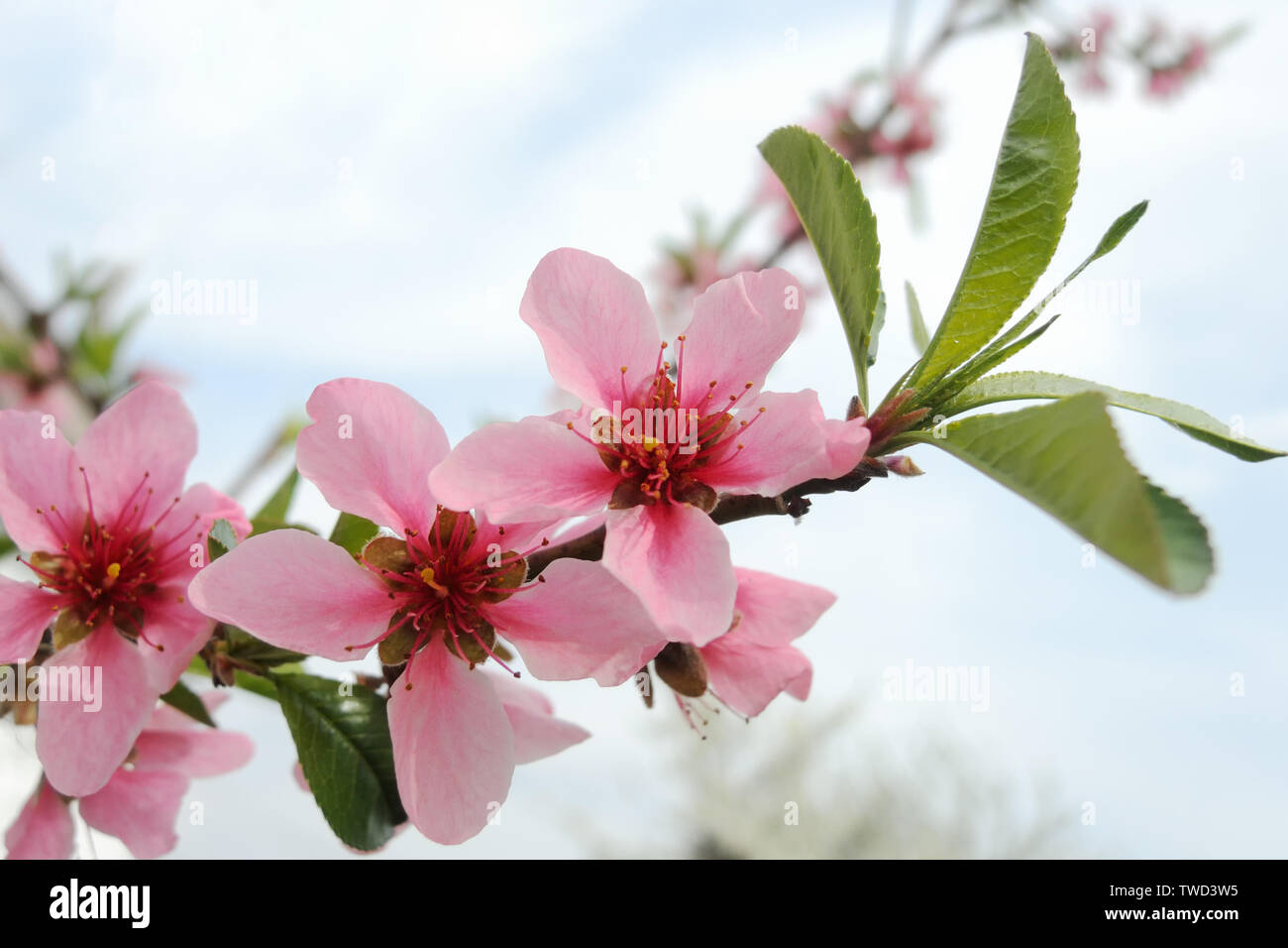 Bellissimo albero di pesco fiori in primavera Foto Stock
