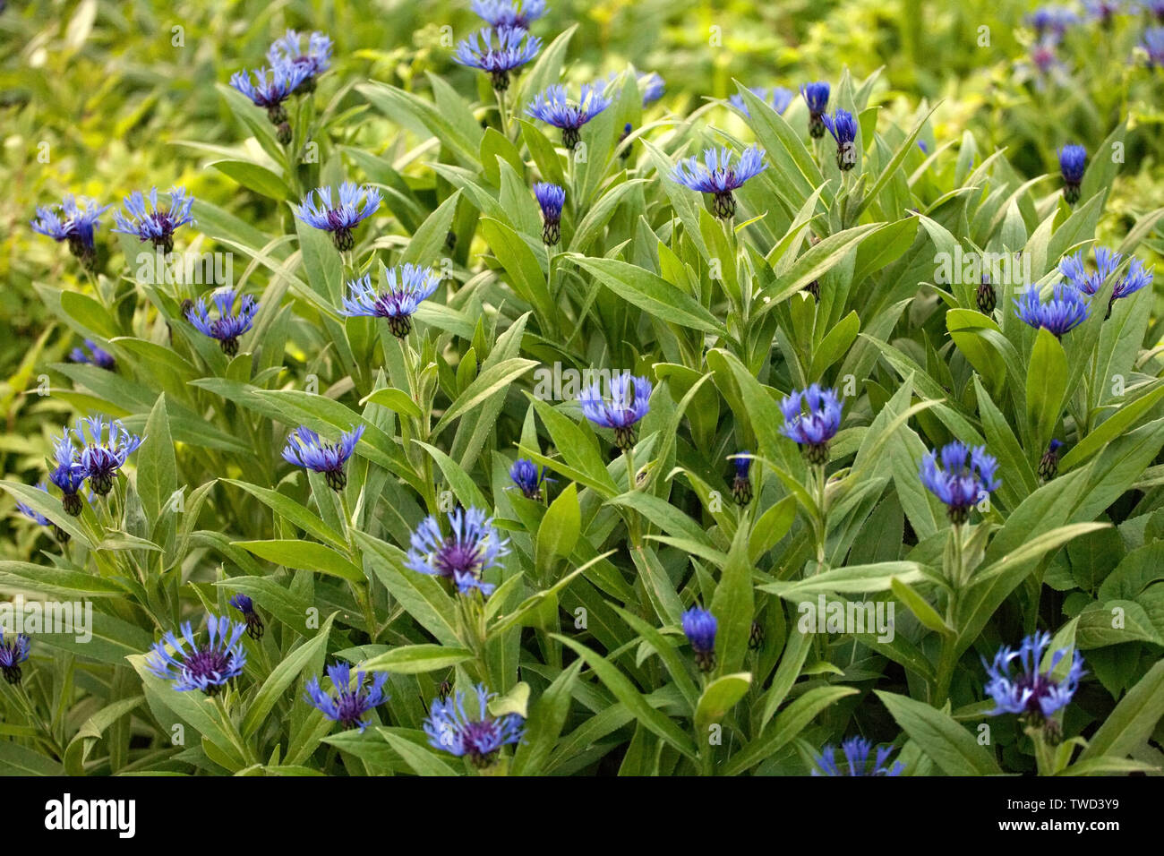 Blu prato cornflowers pattern su foglie verdi sullo sfondo Foto Stock