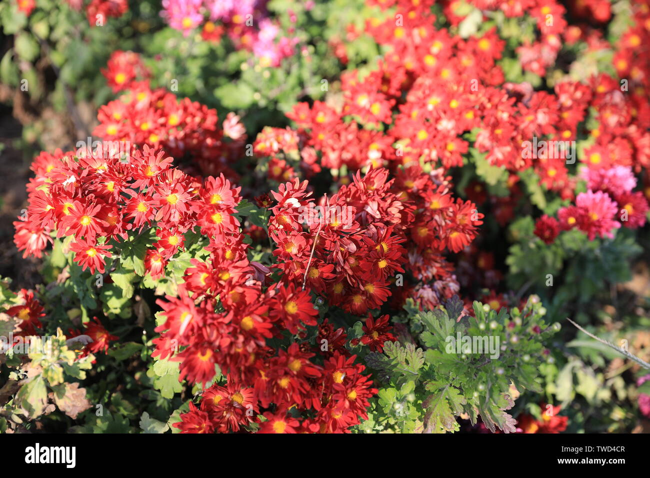 Fiore ed erba Foto Stock