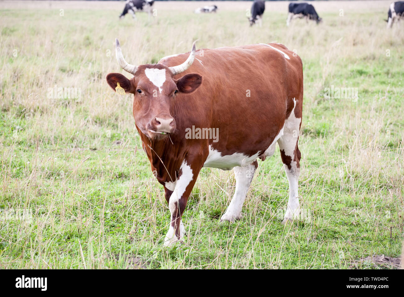 Full-size mucca marrone vista sul verde del prato pascolo sfondo estivo Foto Stock