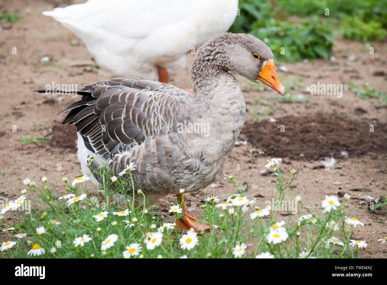Grey Goose full-size su estate sfondo all'aperto Foto Stock