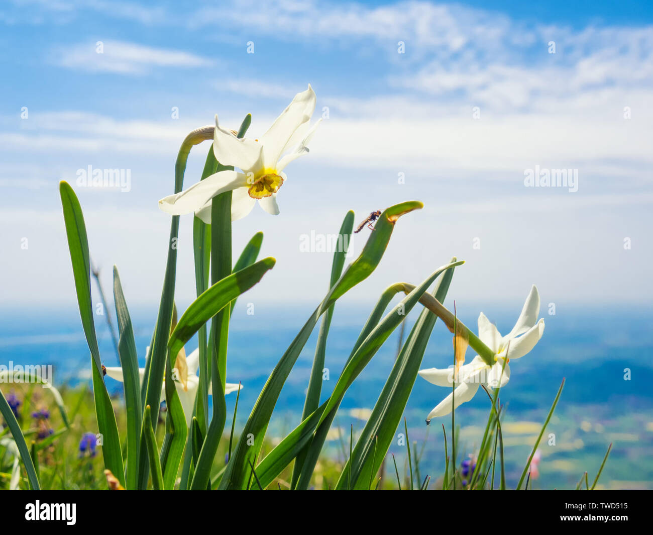 Narcisi selvatici fiori che fioriscono in primavera sulla cima della montagna in Meduno, Italia Foto Stock