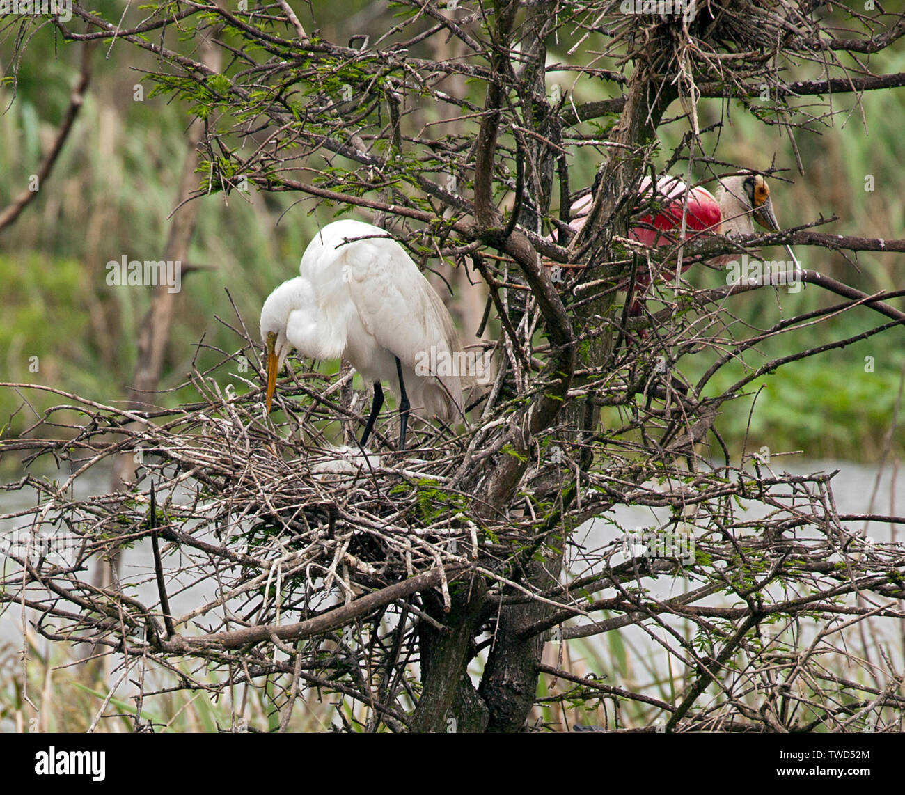 Protetto da un'isola Rookery, un Grande (Comune) Garzetta controlla i suoi pulcini al Smith Oaks Bird Sanctuary, Alta Isola, Texas. Un Roseate Spoonbill res Foto Stock