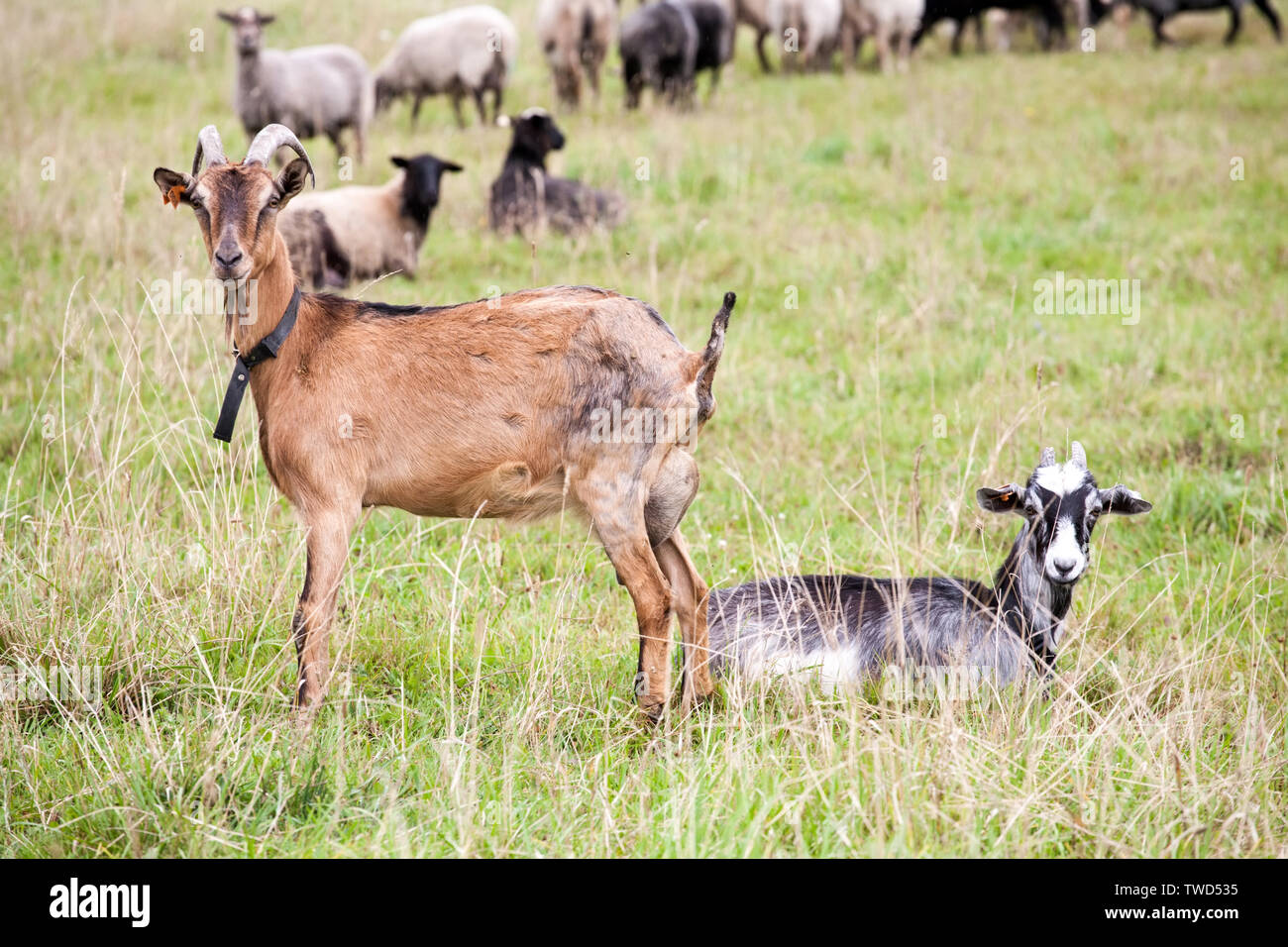 Due capre full-size d'estate all'aperto sullo sfondo di pascolo Foto Stock