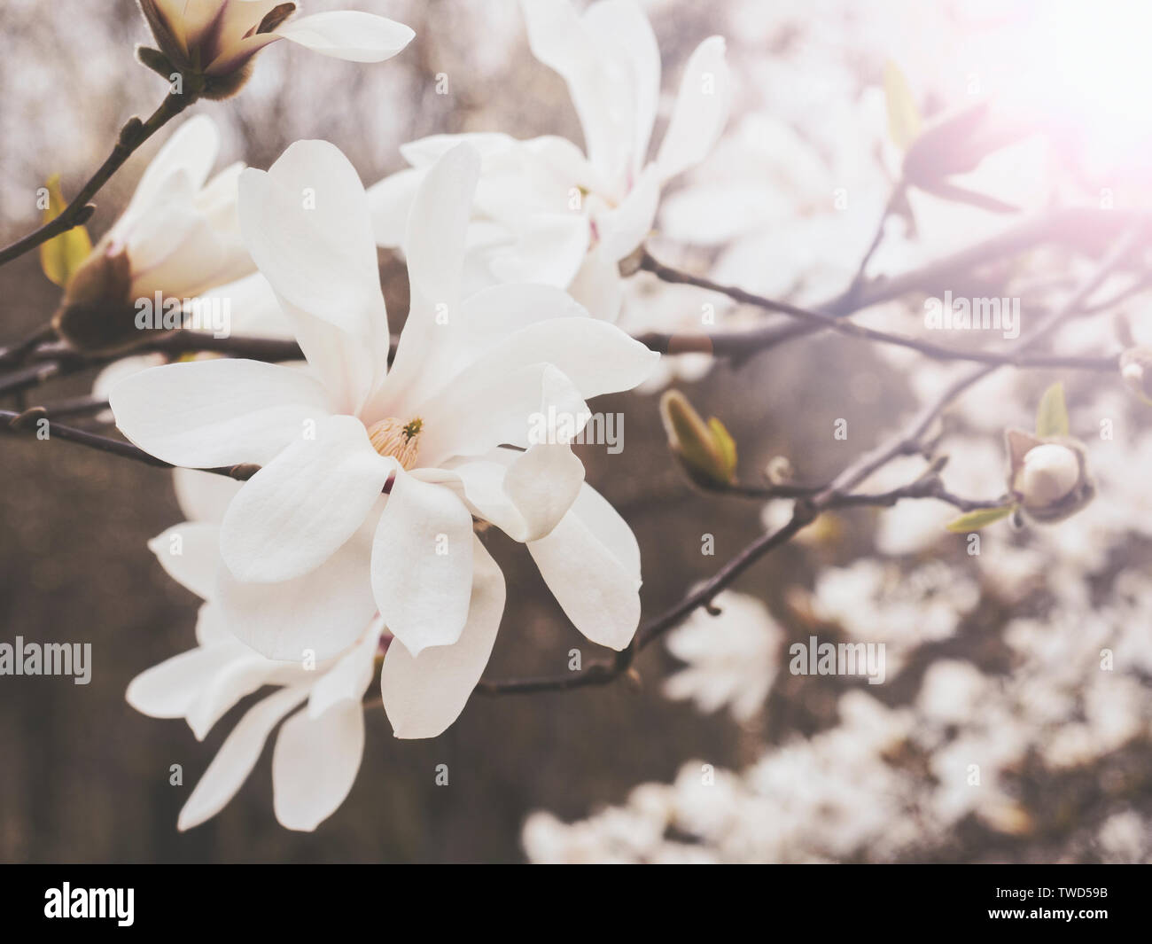 Magnolia fiori, colori smorzati, chiave di elevata Foto Stock